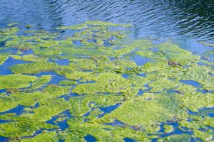 Clean Up Lake Algae