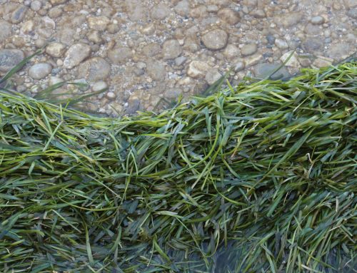 Are There Good and Bad Types of Vegetation in Lakes?