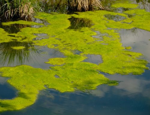 Some Benefits of Lake Cleanups You May Not Have Thought Of