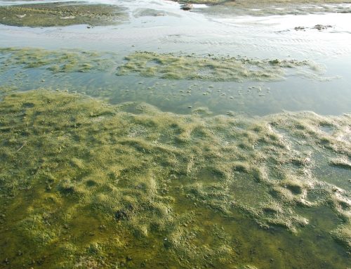 What Types of Vegetation Do We Encounter During Lake Cleanups?